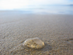 méduse sur sable - Ramonbaile