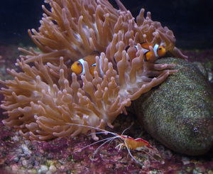 poisson clown et crevette dans aquarium récifal