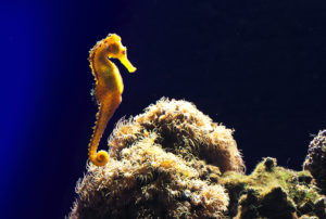 Hippocampe - aquarium de mer