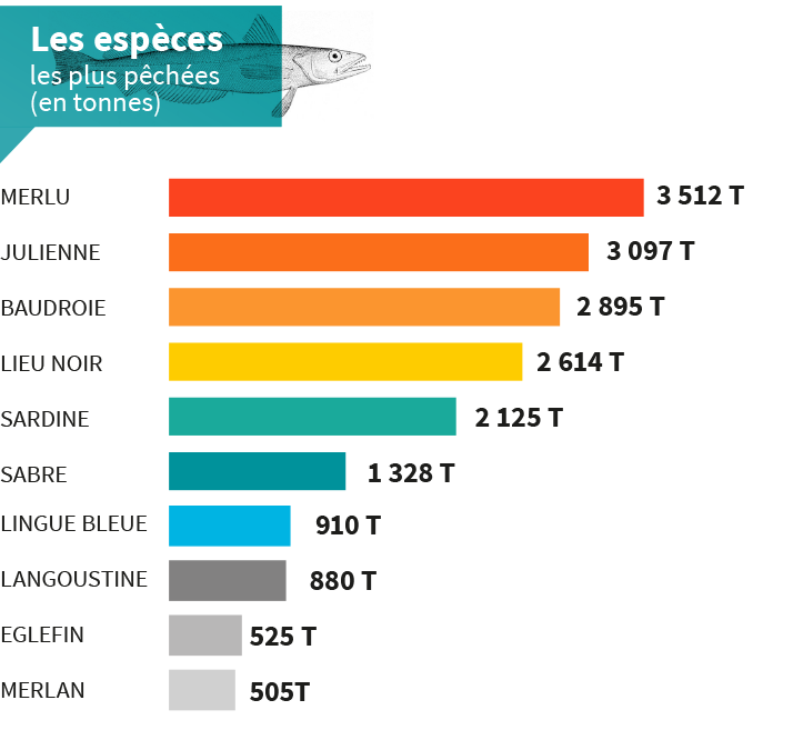 Port de pêche de Lorient - les espèces les plus pêchées